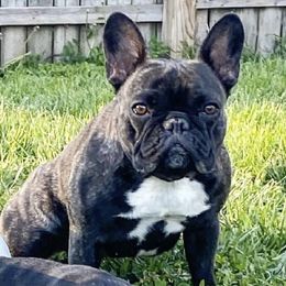 French Bulldog and Neapolitan Mastiff All Grown Up from Unique Uprisings