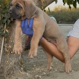 Male 3 - Fawn male Cane Corso puppy in California from Donato Kennels