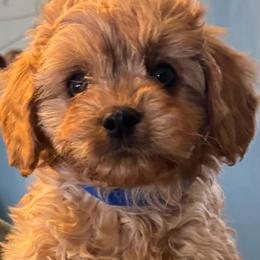 (Blue Collar Boy) - Red male Cavapoo puppy in Gilbert, Arizona from Azteddybeardoodles