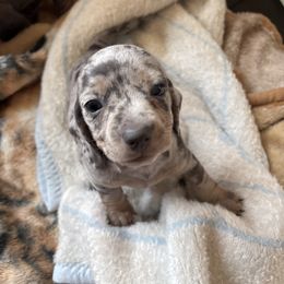 Girl 5 - Dapple female Dachshund puppy in Great Falls, Montana from Dawn's designerDachshunds