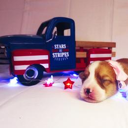 American Corgi and Pembroke Welsh Corgi Puppies from The Adirondack Corgi