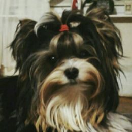 Finn - Biewer Terrier
