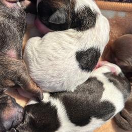 Shihpoos and Shih Tzus from Angel babies