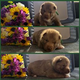 Luffy - Red and white male Siberian Husky puppy in Canton, Ohio from Bleu Skies Siberian Huskies