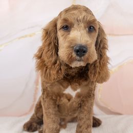 Buddy - Red male Cockapoo puppy in Salt Lake City, Utah from Marlene's Doodles