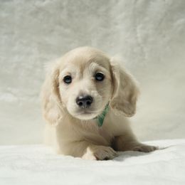 Emerald - Cream male Dachshund puppy in Inverness, Florida from Royalworth Kennel