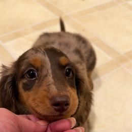 Chocolate Dapple Milo - Dapple male Dachshund puppy in Springfield, Ohio from LUXEYPUPS