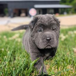 Paxil - Blue male Chinese Shar-Pei puppy in Clarksville, Tennessee from Wrinkle Bum Shar-Pei