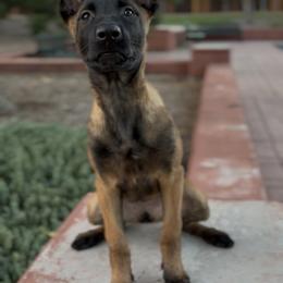 Belgian Malinois Puppies from Lion and The Lamb Kennel