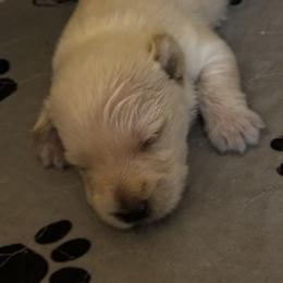 Red Collar - Wheaten male Scottish Terrier puppy in Chandler, Arizona from Azscotties.com