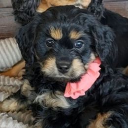 Cavapoo and Goldendoodle Puppies from Hearts Full of Puppies