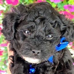 Waffles - Black male Cavapoo puppy in Vernon, Texas from Sugarland's Texas Goldendoodles