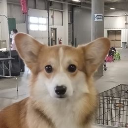 Peach - Pembroke Welsh Corgi