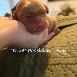 Poseidon - Dark golden male Golden Retriever puppy in Weston, Missouri from Love is Golden