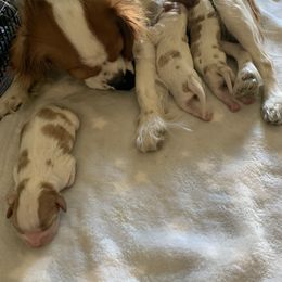 Cavalier King Charles Spaniel Puppies from Santa Monica Cavaliers