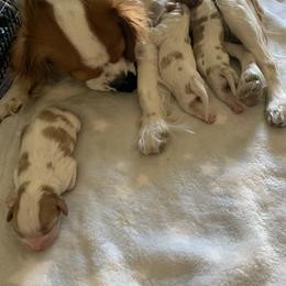 Cavalier King Charles Spaniel Puppies from Santa Monica Cavaliers