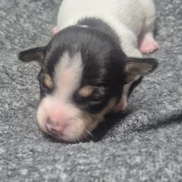 Skye - White and black female Teddy Roosevelt Terrier puppy in Murray, Kentucky from Froschwald German Shepherds and Xanadu Teddy Roosevelt Terriers