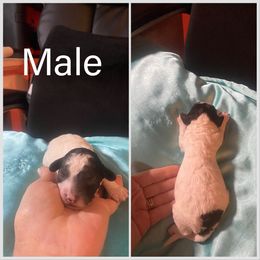 Poodle Puppies from Pool View Poodles