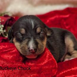 Buckeye chuck - Black tan and white male Rat Terrier puppy in Caldwell, Ohio from Forest Grove Rat Terriers