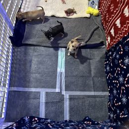 Chihuahua, Great Dane, and Pembroke Welsh Corgi Puppies from California Dreaming