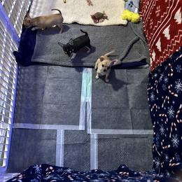 Chihuahua, Great Dane, and Pembroke Welsh Corgi Puppies from California Dreaming