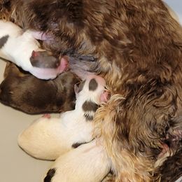 Yorkshire Terriers from Pawsitivly Precious Yorkies