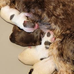 Yorkshire Terriers from Pawsitivly Precious Yorkies