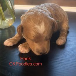 Hank - Cream male Poodle puppy in Lance Creek, Wyoming from CK Poodles LLC