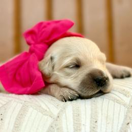 Miss Cherry - Light golden female Golden Retriever puppy in Midlothian, Texas from Brightest Days