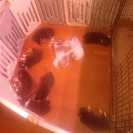 Australian Shepherd Puppies from Van Huitt Australian Shepherds
