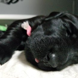 American Hairless Terrier and Flat-Coated Retriever Puppies from Inspired Flat-Coated Retrievers and American Hairless Terriers