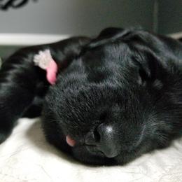 American Hairless Terrier and Flat-Coated Retriever Puppies from Inspired Flat-Coated Retrievers and American Hairless Terriers