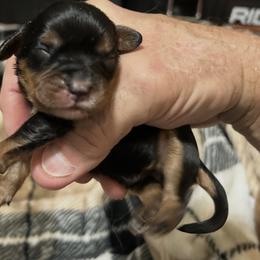 Daisy - Black and tan female Cavalier King Charles Spaniel puppy in Daphne, Alabama from Darling Australians