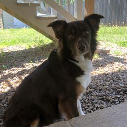 Barby - Miniature Australian Shepherd
