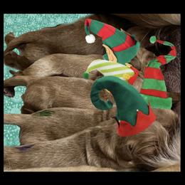 Golden Retriever Puppies from Personalized Dog Training - Windisch Goldens