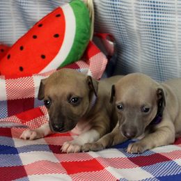 Boston Terrier and Italian Greyhound Puppies from 4Ever Boston Terriers & Italian Greyhounds