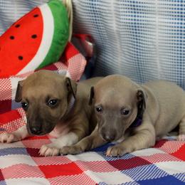 Boston Terrier and Italian Greyhound Puppies from 4Ever Boston Terriers & Italian Greyhounds