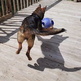 German Shepherd Puppies from Persevere Kennels