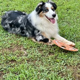 Levi - Australian Shepherd
