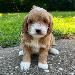 Purple Girl - Red  female Goldendoodle puppy in Richmond, Kentucky from The Doting Doodle