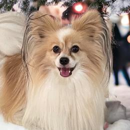 Papillons from Inspire Papillon