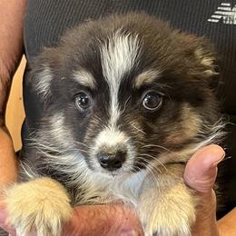 Ava - Black tri female Miniature Australian Shepherd puppy in Oroville, California from Puppy Love Ranch Mini Aussies