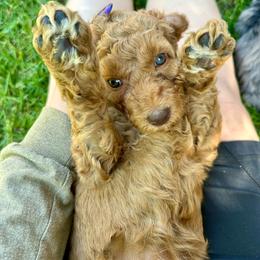 Merida - Red female Aussiedoodle puppy in Upper Lake, California from Redwood Aussiedoodles