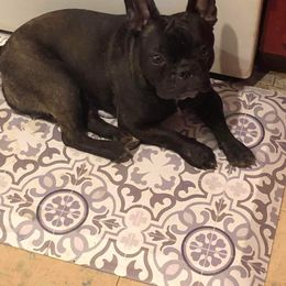 Boston Terrier, Bulldog, and French Bulldog Puppies from Tracy’s TLC Club