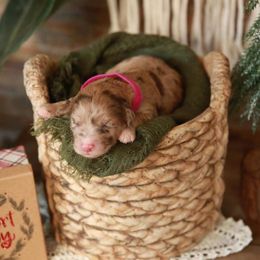 Aussiedoodles, Bernedoodles, and Poodles from Oodles of doodle of Michigan
