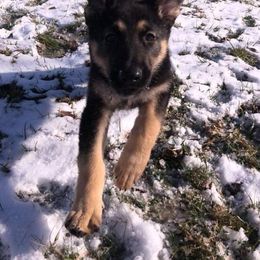 German Shepherd Puppies from Sandy’s Shepherds