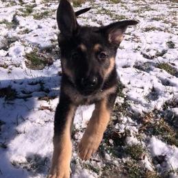 German Shepherd Puppies from Sandy’s Shepherds