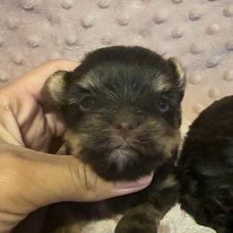Blossom - Chocolate and tan female Yorkshire Terrier puppy in Clarksville, Arkansas from K's Luxurious Yorkies