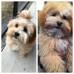 Bernedoodle and Havapoo Puppies from Precious Paws and Purrs