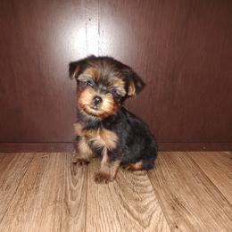 Macie - Black and tan female Yorkshire Terrier puppy in Lapeer, Michigan from Puppy Kisses